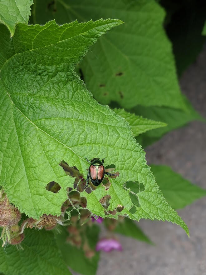 Japanese Beetle having lunch